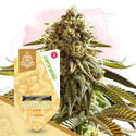 Pack Super THC - Variedades autoflorecientes