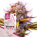 Pack Super THC - Variedades autoflorecientes