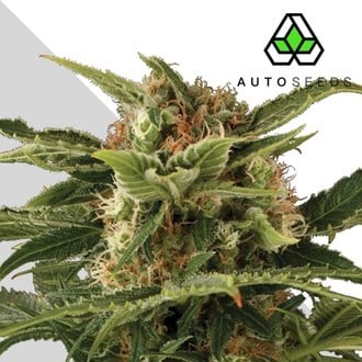 Auto Pounder (Auto Seeds) feminizada