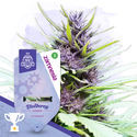 Pack Small Plants - Variedades autoflorecientes