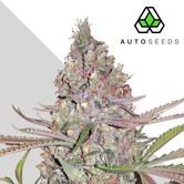 Berry Ryder (Auto Seeds) feminizada
