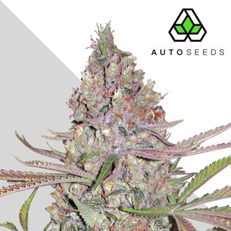 Berry Ryder (Auto Seeds) feminizada