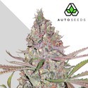 Berry Ryder Automatic (Auto Seeds) feminizada