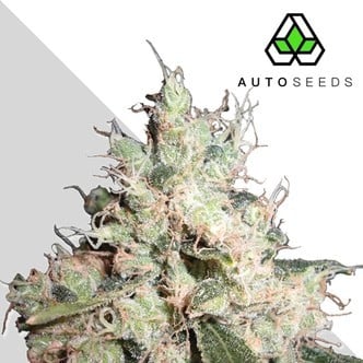 Hijack (Auto Seeds) feminizada