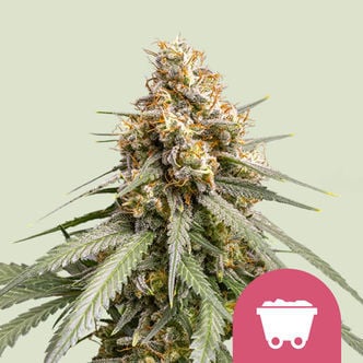 Shining Silver Haze (Royal Queen Seeds) feminizada