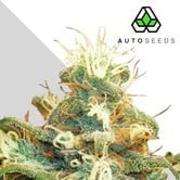 Polar Express (Auto Seeds) feminizada