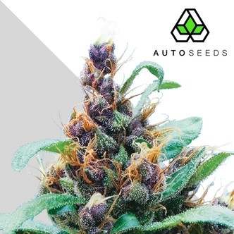 Purple Stilton (Auto Seeds) feminizada