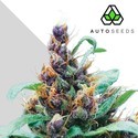 Purple Stilton (Auto Seeds) feminizada