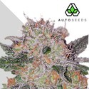 Trans Siberian (Auto Seeds) feminizada