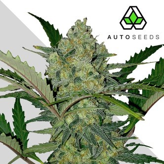 Ultra Lemon Haze (Auto Seeds) feminizada