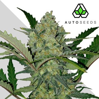 Ultra Lemon Haze (Auto Seeds) feminizada