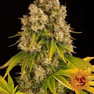 Cheese Auto (Barney's Farm) feminizada