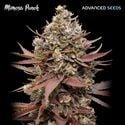 Mimosa Punch (Advanced Seeds) feminizada