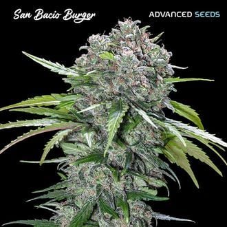 San Bacio Burger (Advanced Seeds) feminizada