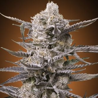 Watermelon OG (Advanced Seeds) feminizada