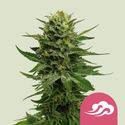 Blue Mystic (Royal Queen Seeds) feminizada