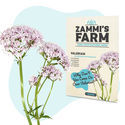 Pack Semillas de Hierbas para Té - Zammi's Farm