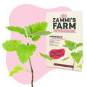 Pack Semillas de Hierbas para Té - Zammi's Farm
