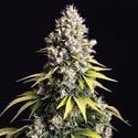 Lemon Cream Kush Automatic (Spliff Seeds) feminizada