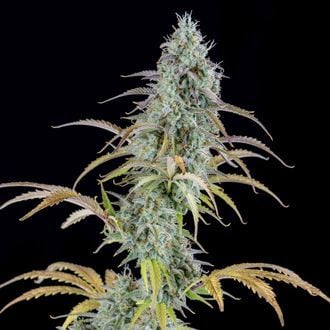 AK Automatic (Spliff Seeds) feminizada