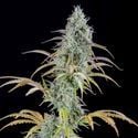 AK Automatic (Spliff Seeds) feminizada