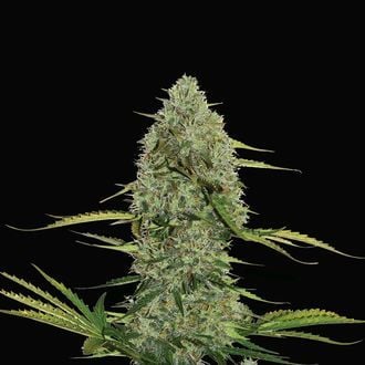 Mega Power Plant Automatic (Spliff Seeds) feminizada