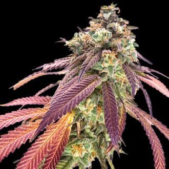 Amnesiac Automatic (Spliff Seeds) feminizada