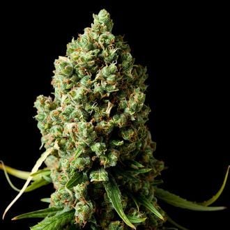 Amnesiac (Spliff Seeds) feminizada