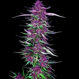 Purple Berry Kush (Spliff Seeds) feminizada