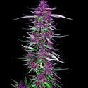 Purple Berry Kush (Spliff Seeds) feminizada