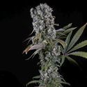 Spliff Cheese Automatic (Spliff Seeds) feminizada