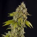 Girl Scout Cookies Automatic (Spliff Seeds) Feminizada