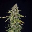 Zkittlez Automatic (Spliff Seeds) feminizada