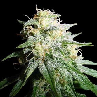 White Widow Automatic (Spliff Seeds) feminized