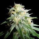 White Widow Automatic (Spliff Seeds) feminizada