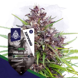 Panama Red (Zamnesia Seeds) feminizada