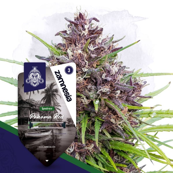 Panama Red (Zamnesia Seeds) feminizada