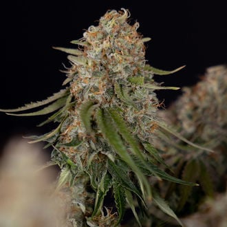Runtz F1 Auto (Zamnesia Seeds) feminizada