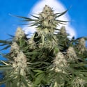 Do-Si-Dos F1 Automatic (Zamnesia Seeds) feminizada