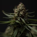 Do-Si-Dos F1 Automatic (Zamnesia Seeds) feminizada