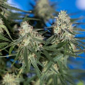 Do-Si-Dos F1 Auto (Zamnesia Seeds) feminizada