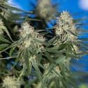 Do-Si-Dos F1 Automatic (Zamnesia Seeds) feminizada