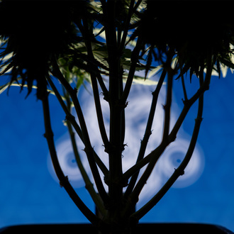 Do-Si-Dos F1 Auto (Zamnesia Seeds) feminizada