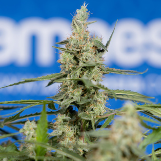 Do-Si-Dos F1 Auto (Zamnesia Seeds) feminizada