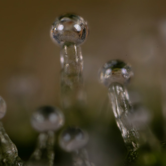 Do-Si-Dos F1 Auto (Zamnesia Seeds) feminizada