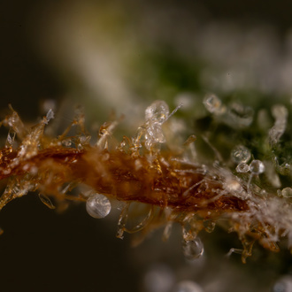 Do-Si-Dos F1 Auto (Zamnesia Seeds) feminizada