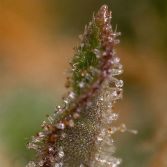 Watermelon Candy F1 Auto (Zamnesia Seeds) feminizada