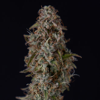 Watermelon Candy F1 Auto (Zamnesia Seeds) feminizada