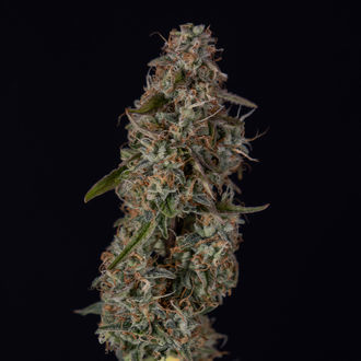 Watermelon Candy F1 Auto (Zamnesia Seeds) feminizada