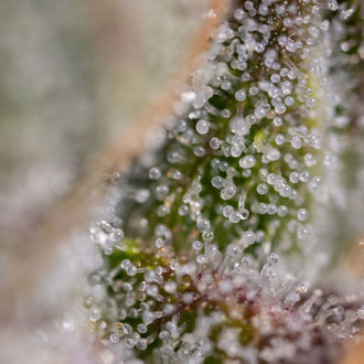 Watermelon Candy F1 Auto (Zamnesia Seeds) feminizada